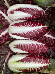 Load image into Gallery viewer, Radicchio (Rosso di Treviso Precoce), &#39;Pacifico&#39;

