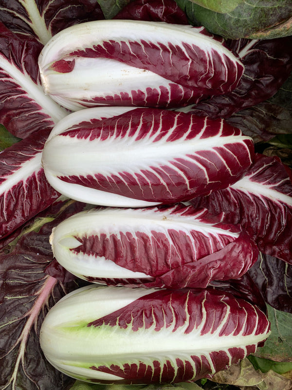 Radicchio (Rosso di Treviso Precoce), 'Pacifico'