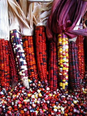 Corn, 'Painted Mountain'