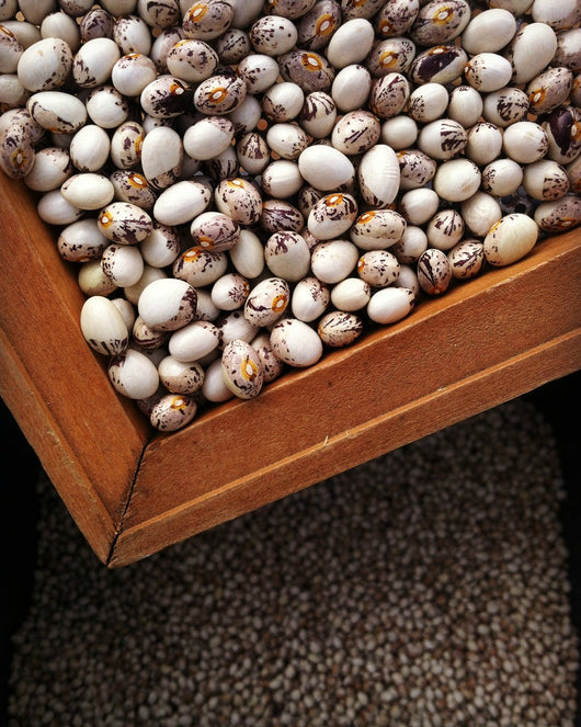 Bean, Pole Dry, 'Papa de Rola'