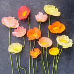 Load image into Gallery viewer, Poppy, Iceland, &#39;Pastel Meadows&#39;
