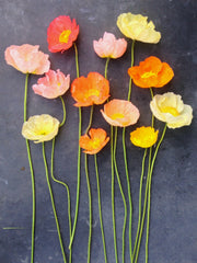 Load image into Gallery viewer, Poppy, Iceland, &#39;Pastel Meadows&#39;
