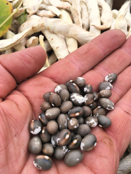 Bean, Pole Dry, 'Pellegrini'