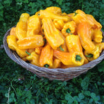 Load image into Gallery viewer, Sweet Pepper, &#39;Petit Marseillais&#39;
