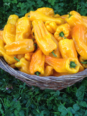 Load image into Gallery viewer, Sweet Pepper, &#39;Petit Marseillais&#39;

