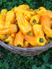 Load image into Gallery viewer, Sweet Pepper, &#39;Petit Marseillais&#39;
