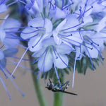 Load image into Gallery viewer, Phacelia, &#39;Bee&#39;s Friend&#39;
