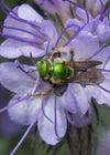 Phacelia, 'Bee's Friend'