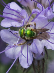 Load image into Gallery viewer, Phacelia, &#39;Bee&#39;s Friend&#39;

