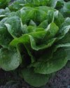 Lettuce, 'Parris Island Cos'