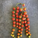 Load image into Gallery viewer, Tomato, &#39;Pinky&#39;
