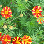 Load image into Gallery viewer, Marigold, &#39;Pinwheel&#39;
