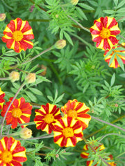 Load image into Gallery viewer, Marigold, &#39;Pinwheel&#39;
