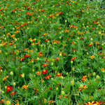 Load image into Gallery viewer, Marigold, &#39;Pinwheel&#39;
