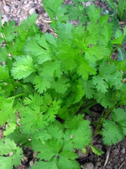 Load image into Gallery viewer, Cilantro, &#39;Pokey Joe&#39;
