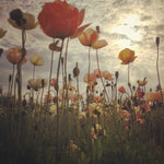 Load image into Gallery viewer, Poppy, Iceland, &#39;Pastel Meadows&#39;
