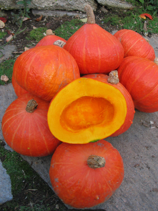 Winter Squash, 'Potimarron'