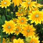 Load image into Gallery viewer, Rudbeckia, &#39;Prairie Sun&#39;
