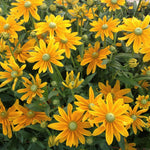 Load image into Gallery viewer, Rudbeckia, &#39;Prairie Sun&#39;

