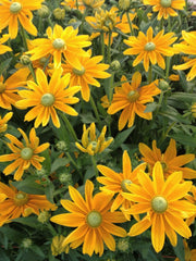 Load image into Gallery viewer, Rudbeckia, &#39;Prairie Sun&#39;
