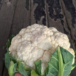 Load image into Gallery viewer, Cauliflower, &#39;Prestige&#39;
