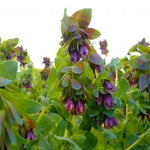Load image into Gallery viewer, Cerinthe, &#39;Pride of Gibraltar&#39;
