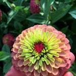 Load image into Gallery viewer, Zinnia, &#39;Queen Red Lime&#39;
