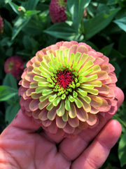Load image into Gallery viewer, Zinnia, &#39;Queen Red Lime&#39;
