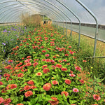 Load image into Gallery viewer, Zinnia, &#39;Queen Red Lime&#39;
