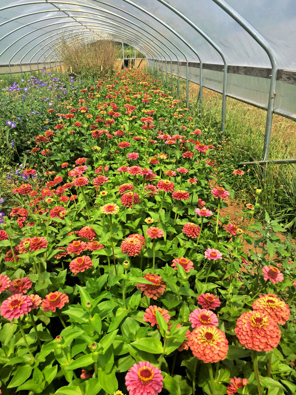 Zinnia, 'Queen Red Lime'