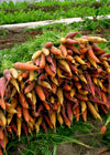 Carrot, 'Rainbow Mix'