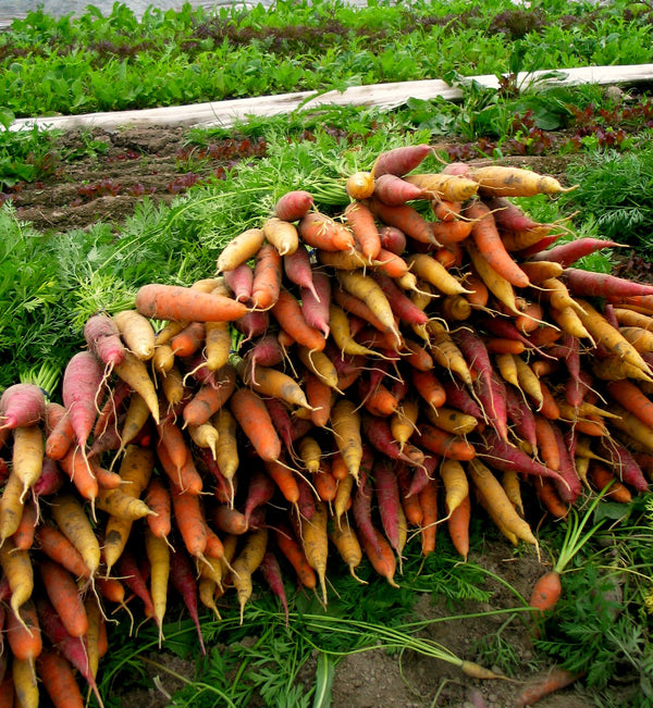 Carrot, 'Rainbow Mix'