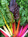 Swiss Chard, 'Rainbow'