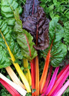 Swiss Chard, 'Rainbow'