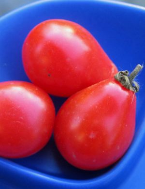 Tomato, 'Red Fig'