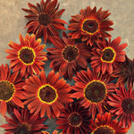 Load image into Gallery viewer, Sunflower, &#39;Reds&#39;
