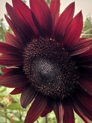 Load image into Gallery viewer, Sunflower, &#39;Reds&#39;
