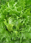 Lettuce, 'Reine des Glaces'