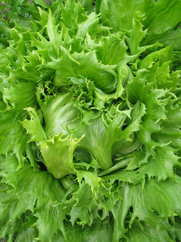 Lettuce, 'Reine des Glaces'