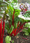 Swiss Chard, 'Rhubarb'