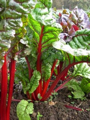 Swiss Chard, 'Rhubarb'