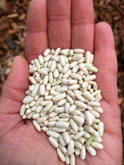 Load image into Gallery viewer, Bean, Bush Dry, &#39;Hungarian Rice Bean&#39;
