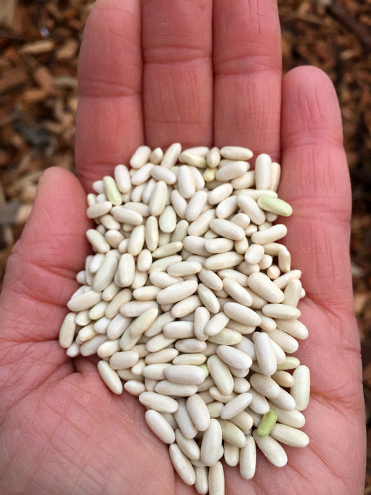 Bean, Bush Dry, 'Hungarian Rice Bean'