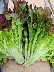 Load image into Gallery viewer, Lettuce, &#39;Royal Red&#39;
