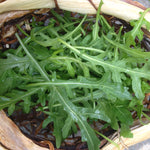 Load image into Gallery viewer, Arugula, &#39;Rucola&#39;
