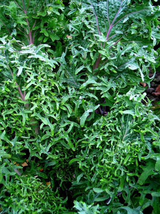 Kale, 'Russian Frills'