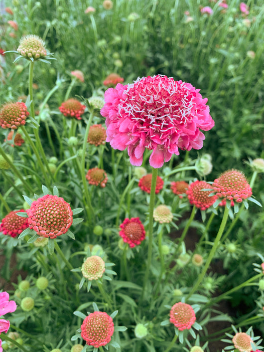 Scabiosa, 'Salmon Queen'