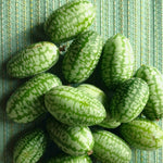 Load image into Gallery viewer, Cucumber (Mexican Sour Gherkin, Cucamelon), &#39;Sandita&#39;
