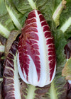 Radicchio (Rosso di Treviso Precoce), 'Sangria'