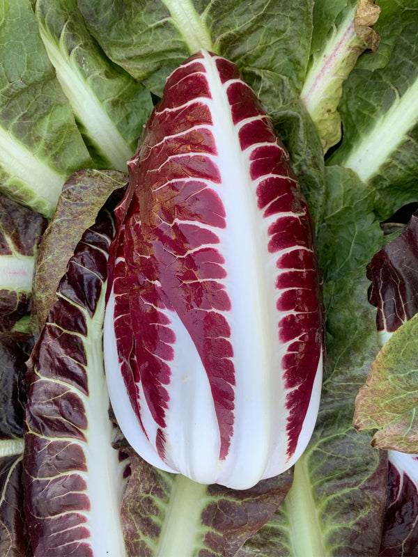 Radicchio (Rosso di Treviso Precoce), 'Sangria'